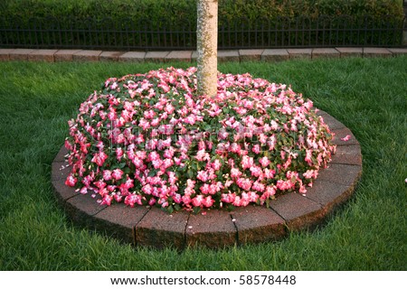 Many pink flowers wrapped around the base of a tree