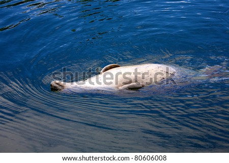 A harbour seal floating on its back