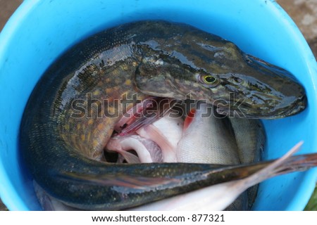 fresh caught fish in a bucket