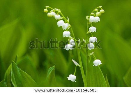 The lilies of the valley, small flowers, nature closeup