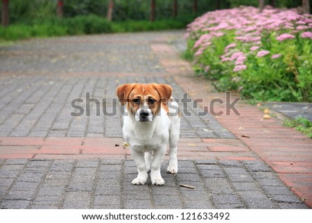 lonely dog