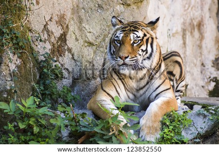 tiger sitting on the ground