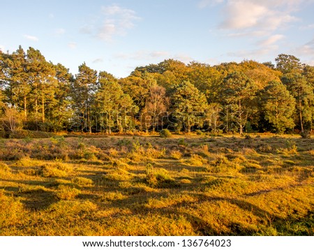 Rural view of New forest in Dorest, UK.