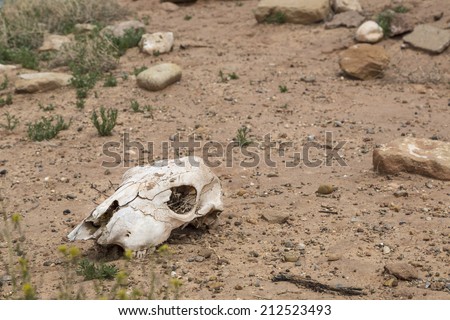 Dried and bleached out cow skull in the desert.