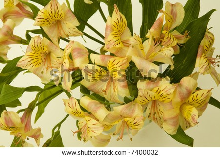 yellow and white flowers in a glass vase on a white table