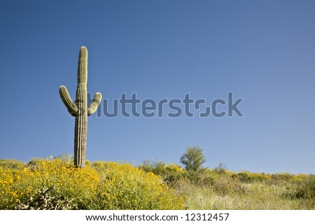 Spring in Arizona\'s Sonoran desert with Saguaro cactus and blooming yellow flowers.