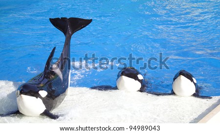 Three Killer Whales (called Orca Whales) performing for a  crowd.