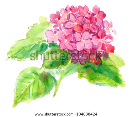 Pink hydrangea on a white background . watercolor