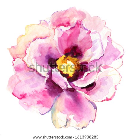 Big pink peony flower.  Watercolor painting. beautiful flowers, peonies on isolated white background, watercolor illustration, botanical painting