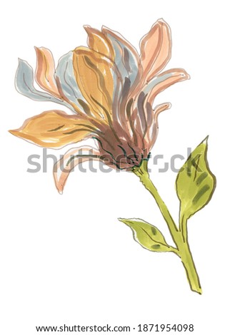 Mangolia drawing flower on white background