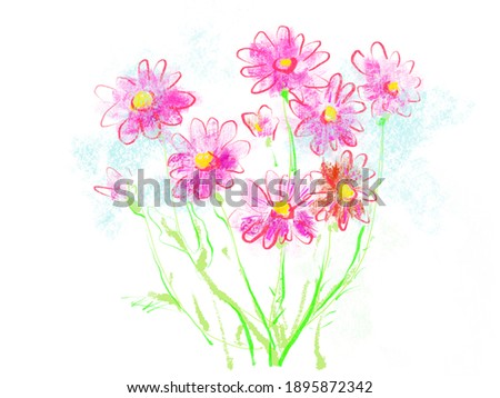 cosmos flowers. Floral natural design. Graphic, sketch drawing. Isolated cosmea illustration element.