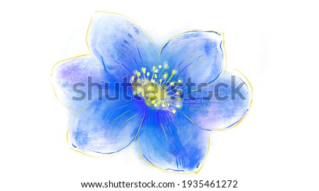 Japanese Anemone flower. Hepatica isolated in white