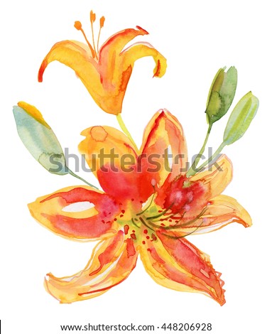 Beautiful Lily flowers, watercolor painting.