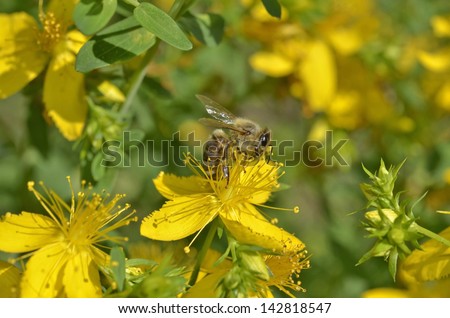 St. John\'s wort flowers ( Hypericum perforatum)  in summer close up with  bee