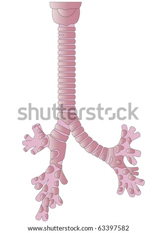 Vector Human Body A Trachea - 63397582 : Shutterstock