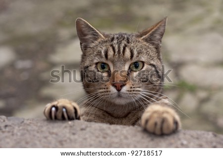 Cat looking over the wall with claws drawn out. Shallow depth of field.