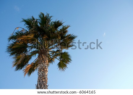 Palm Tree in the Early Morning