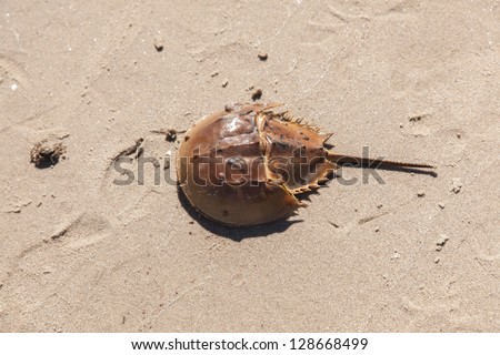 Horseshoe crab shell washed up to a beach
