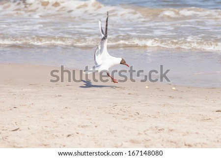 Little Gull, Hydrocoloeus minutus or Larus minutus, is a small gull which breeds in northern Europe and Asia.