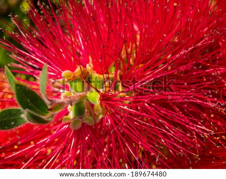 Crimson Bottlebrush (Callistemon citrinus) is a shrub in the family Myrtaceae. It is native to south-eastern Australia.