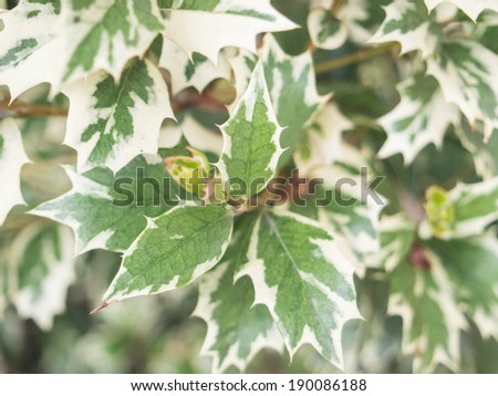 Osmanthus heterophyllus is a species of flowering plant in the olive family Oleaceae, native to eastern Asia in central and southern Japan and Taiwan.