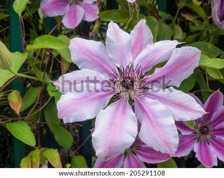 Clematis lanuginosa is a flowering vine of the genus Clematis endemic to Zhejiang province in eastern China.