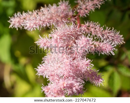 Astilbe chinensis is a herbaceous plant with alternate, pinnately compound leaves, on thin stems.