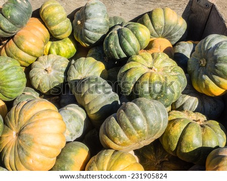 Fairytale pumpkin is deeply ribbed and has a very smooth hard surface. It is dark green in color when immature, and as it cures it turns a gorgeous deep mohagony.