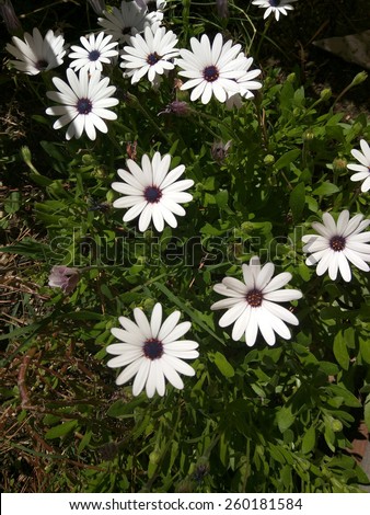 White African Daisy (Dimorphotheca pluvialis) is a plant species native to South Africa but naturalized on disturbed locations along coastal regions of California.
