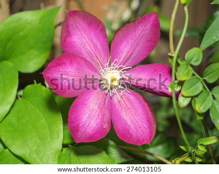 Clematis \'Pink Champagne\' has vivid purple-red or deep pink flowers with a paler mauve central bar and contrasting, creamy-yellow anthers.