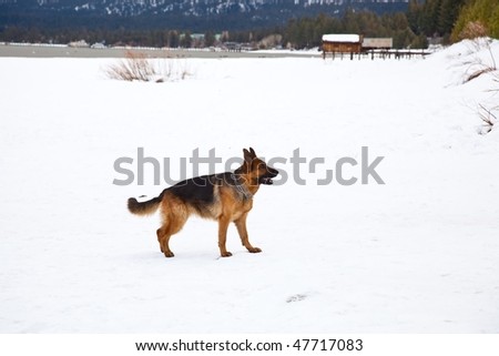 The German Shepherd Dog (GSD, also known as an Alsatian) is a breed of large-sized dog that originated in Germany. Stock foto © 