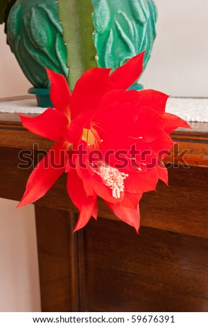 Epiphyllum is a genus of 19 species of epiphytic  plants in the cactus  family (Cactaceae), native to Central America.