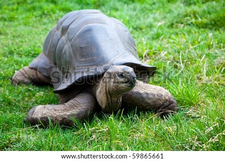 The Aldabra Giant Tortoise (Geochelone gigantea), from the islands of the Aldabra Atoll in the Seychelles, is one of the largest tortoises in the world.
