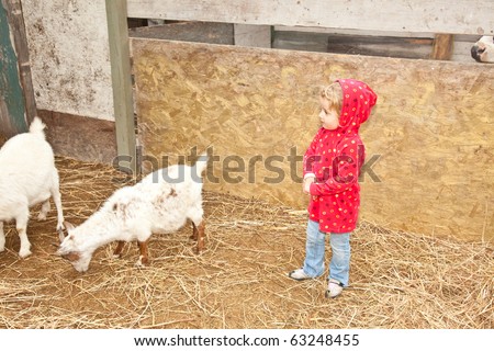 Cute little European toddler girl playing with animals in petting zoo.