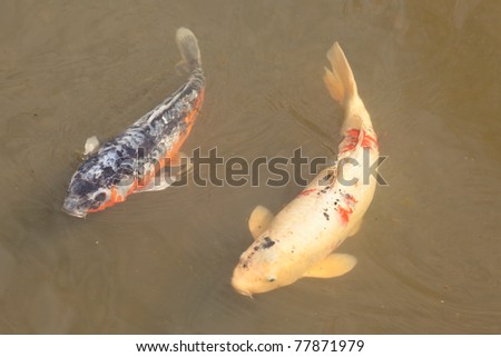 Decorative pond with koi fish in Japanese garden.