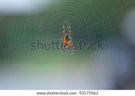 European garden spider (Araneus diadematus) is a very common and well-known orb-weaver spider in Europe and parts of North America