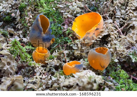 Spring orange peel fungus