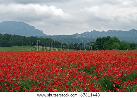 Field of poppies: field red with poppies in Southern France, near Pic Saint Loup mountain (North of Montpellier) on a cloudy (rainy) day.