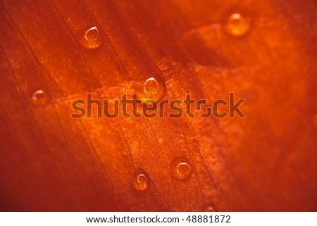 Background of the drops on a flower, love and heart Texture,background,love,heart,macro