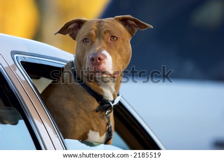 Pit Bull dog with his head out of a car window