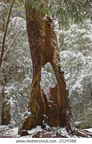 Hollow tree trunk among snow-covered Eastern Hemlock trees in Swallow Falls State Park, Maryland