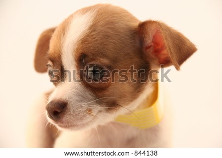 Cute puppy with yellow collar