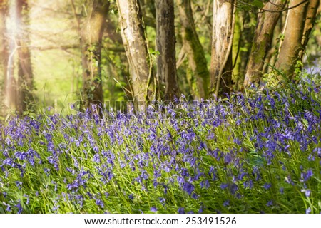 Blue bells in the forest at sunrise