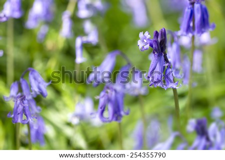 English Blue Bells in the forest close-up