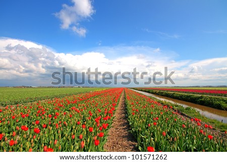 Typical wide dutch landscape in springtime in the Netherlands