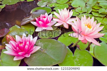 Blossoming Lotus