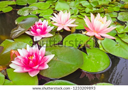 Blossoming Lotus