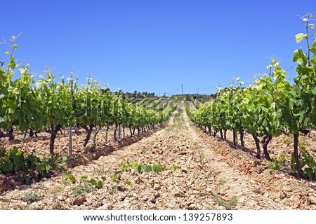 Vineyard in Portugal, Alentejo region.
