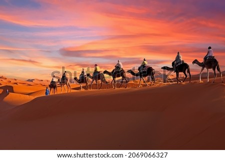 Similar – Image, Stock Photo camels and people going between sand lands in desert in Morocco