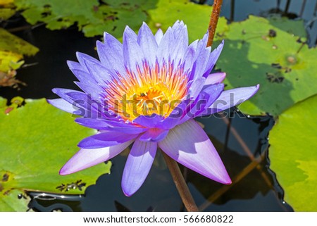 Purple Lotus